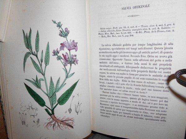 FLORA MEDICO-FARMACEUTICA