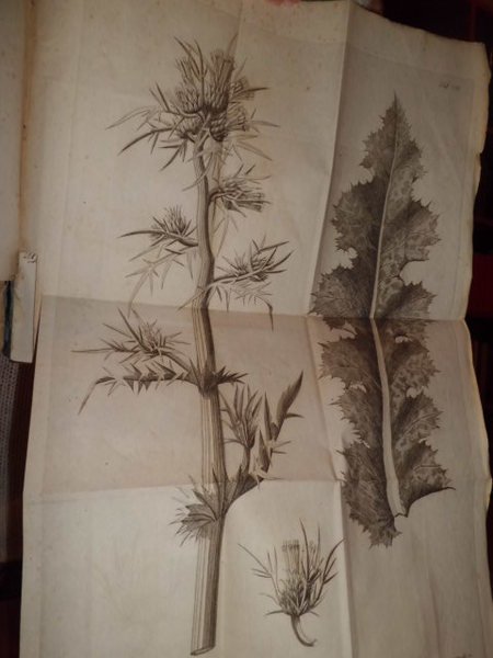 Florae Romanae Prodomus exibens centurias XII plantorum circa Roman et …