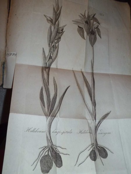 Florae Romanae Prodomus exibens centurias XII plantorum circa Roman et …