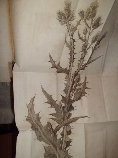 Florae Romanae Prodomus exibens centurias XII plantorum circa Roman et …