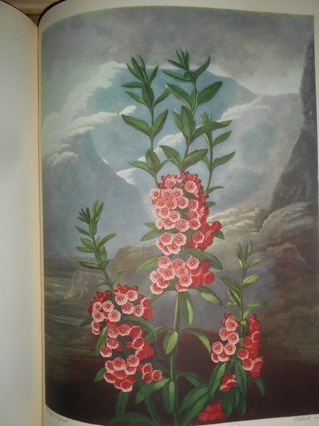 FLOWERS and Fruit Prints of the 18th and early 19th …
