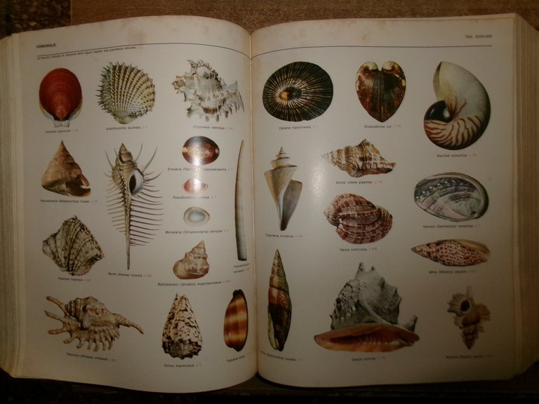 G. DEVOTO-G.C. OLI. Vocabolario illustrato della lingua italiana Selezione 1972