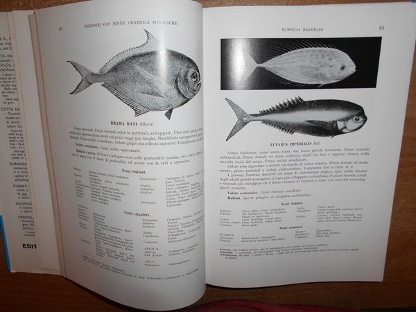 Gli Animali commestibili dei Mari d' Italia
