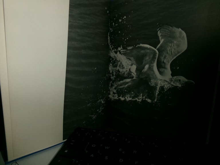 IL GABBIANO Jonathan Livingston Richard Bach Fotografie di Russel Munson …