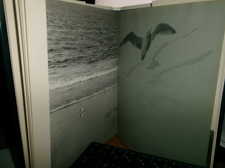 IL GABBIANO Jonathan Livingston Richard Bach Fotografie di Russel Munson …