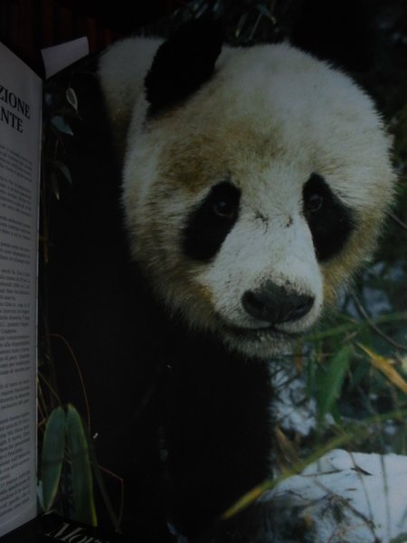 Il mondo segreto del PANDA