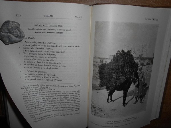 Il Nuovo Testamento tradotto dall'originale greco e i Salmi tradotti …