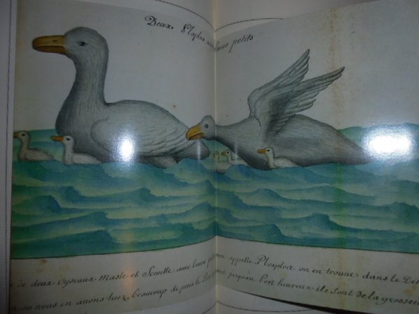 Isola di Fuegia o Terra del Fuoco e altri territori …