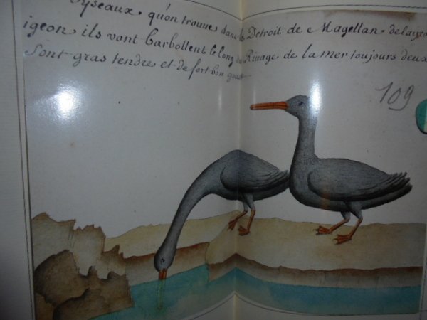 Isola di Fuegia o Terra del Fuoco e altri territori …
