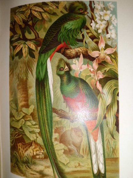 LA VITA DEGLI ANIMALI UNIONE TIPOGRAFICO 1897