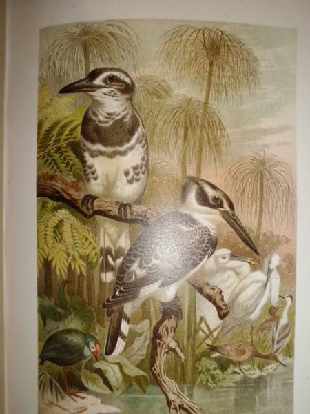 LA VITA DEGLI ANIMALI UNIONE TIPOGRAFICO 1897