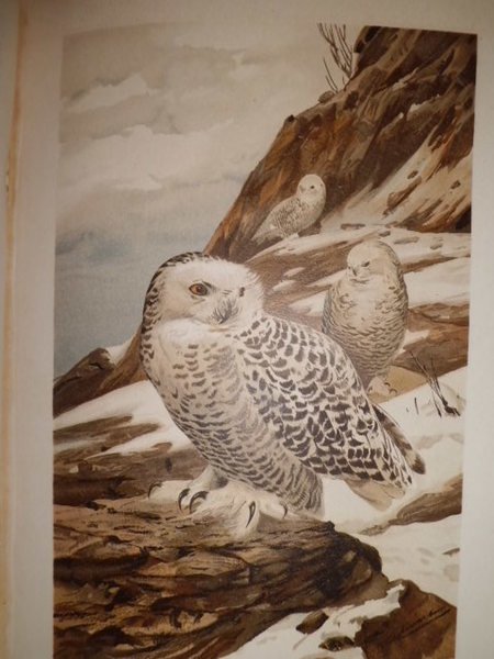 LA VITA DEGLI ANIMALI UNIONE TIPOGRAFICO 1897