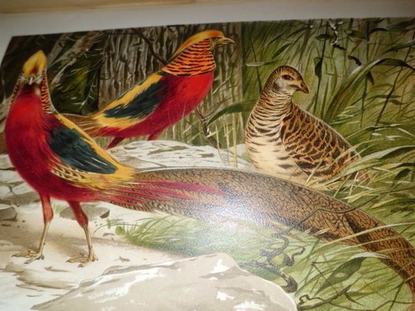 LA VITA DEGLI ANIMALI UNIONE TIPOGRAFICO 1897