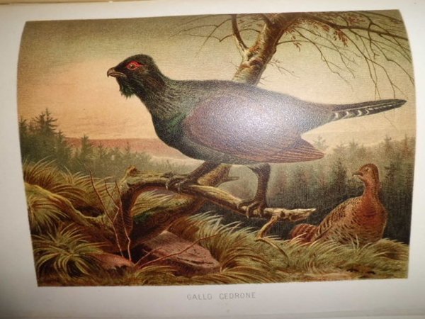 LA VITA DEGLI ANIMALI UNIONE TIPOGRAFICO 1897