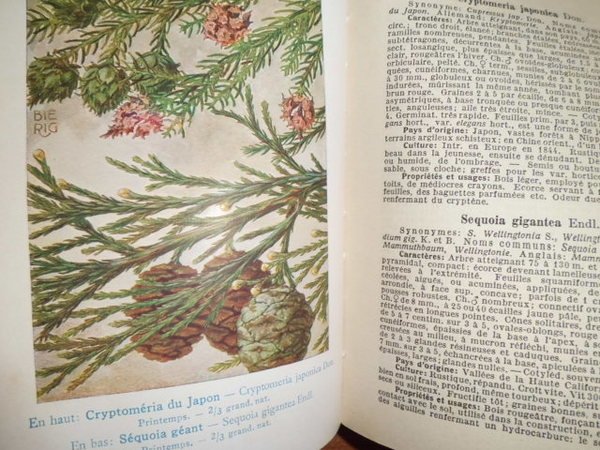 LES ARBRES, ARBUSTES ET ARBRISSEAUX D' ORNEMENT PAR A. CAMUS …