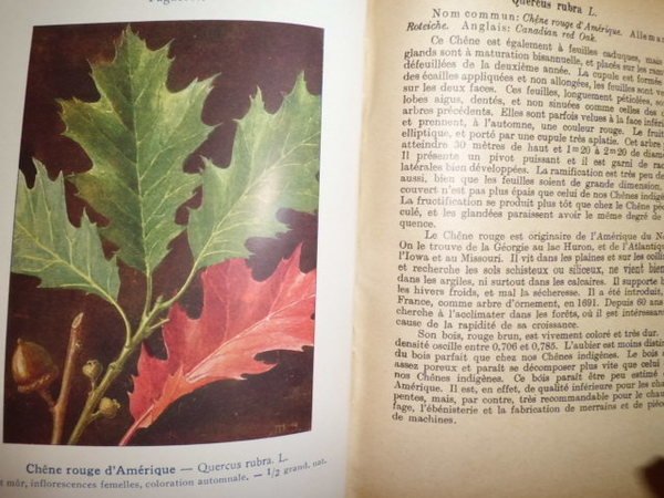 LES ARBRES ARBUSTES ET ARBRISSEAUX FORESTIERS PAR C.L. GATIN PAUL …