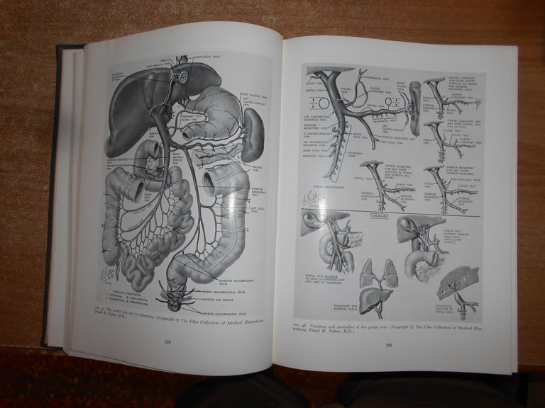 LIVER: STRUCTURE AND FUNCTION. HANS POPPER/FENTON SCHAFFNER 1957