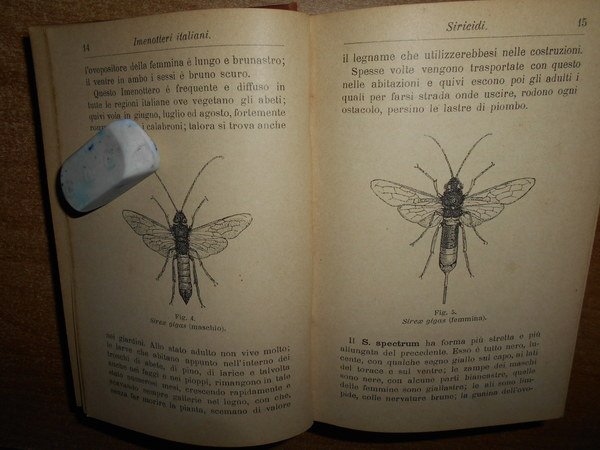 Manuali Hoepli. Imenotteri, Neurotteri Pseudoneurotteri Ortotteri e Rincoti Italiani