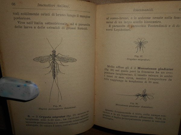 Manuali Hoepli. Imenotteri, Neurotteri Pseudoneurotteri Ortotteri e Rincoti Italiani