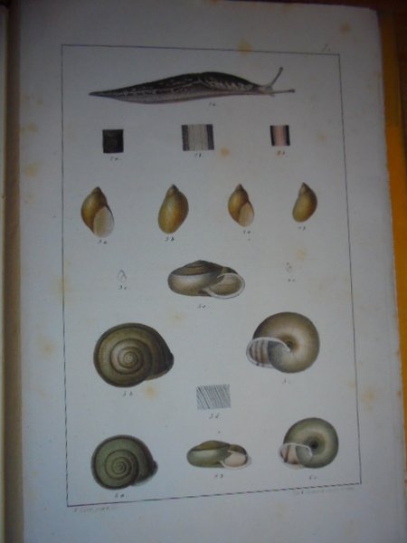 Mollusques terrestres vivants du Piémont