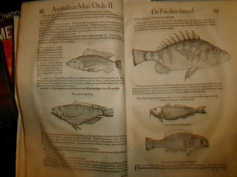 NOMENCLATOR AQUATILIUM ANIMANTIUM. ICONES ANIMALIUM AQUATILIUM IN MARI ET DULCIBUS … | Immagine Gallery 11