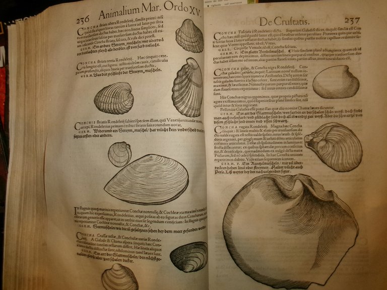 NOMENCLATOR AQUATILIUM ANIMANTIUM. ICONES ANIMALIUM AQUATILIUM IN MARI ET DULCIBUS … | Immagine Gallery 13