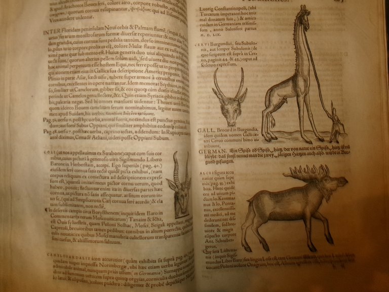 NOMENCLATOR AQUATILIUM ANIMANTIUM. ICONES ANIMALIUM AQUATILIUM IN MARI ET DULCIBUS … | Immagine Gallery 15