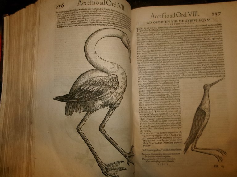 NOMENCLATOR AQUATILIUM ANIMANTIUM. ICONES ANIMALIUM AQUATILIUM IN MARI ET DULCIBUS … | Immagine Gallery 17