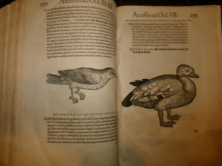 NOMENCLATOR AQUATILIUM ANIMANTIUM. ICONES ANIMALIUM AQUATILIUM IN MARI ET DULCIBUS … | Immagine Gallery 19