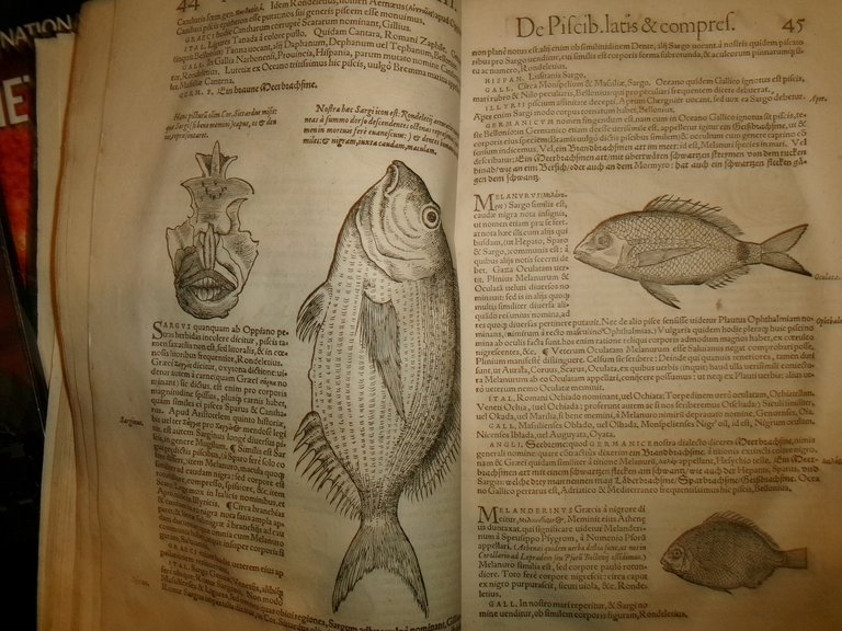 NOMENCLATOR AQUATILIUM ANIMANTIUM. ICONES ANIMALIUM AQUATILIUM IN MARI ET DULCIBUS … | Immagine Gallery 10