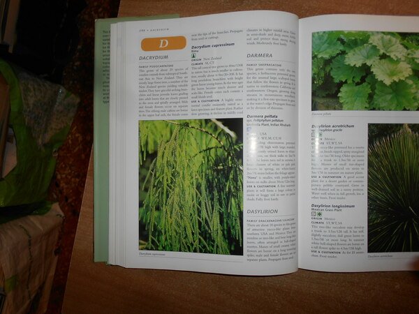 ORNAMENTAL FOLIAGE PLANTS. For Your Garden