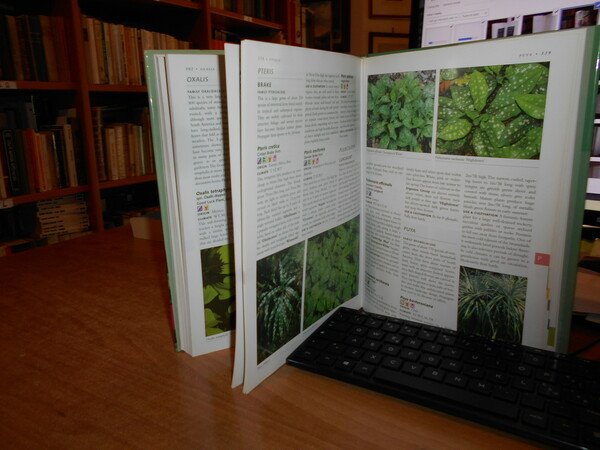 ORNAMENTAL FOLIAGE PLANTS. For Your Garden
