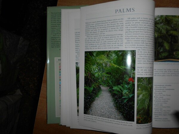 ORNAMENTAL FOLIAGE PLANTS. For Your Garden