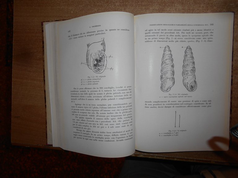 (PARMA) L' ATENEO PARMENSE 1941 organo delle Facoltà. Con ex …