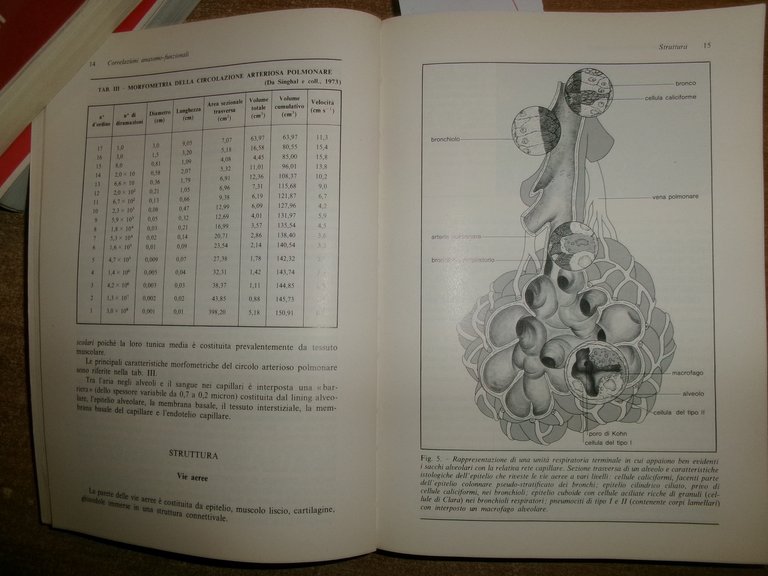 PNEUMOLOGIA. MUIESEN/SORBINI/GRASSI 1982