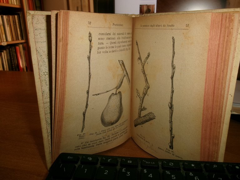Prof. D. TAMARO. FRUTTICOLTURA settima edizione Hoepli, 1919