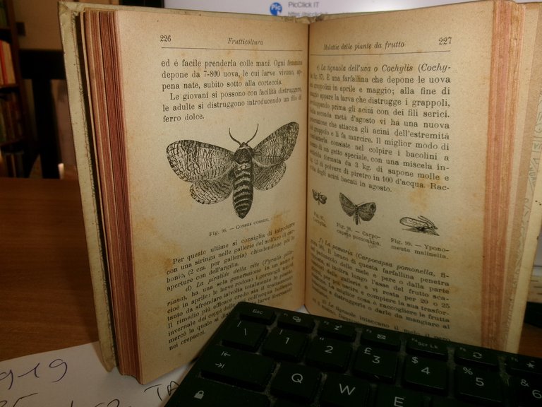 Prof. D. TAMARO. FRUTTICOLTURA settima edizione Hoepli, 1919