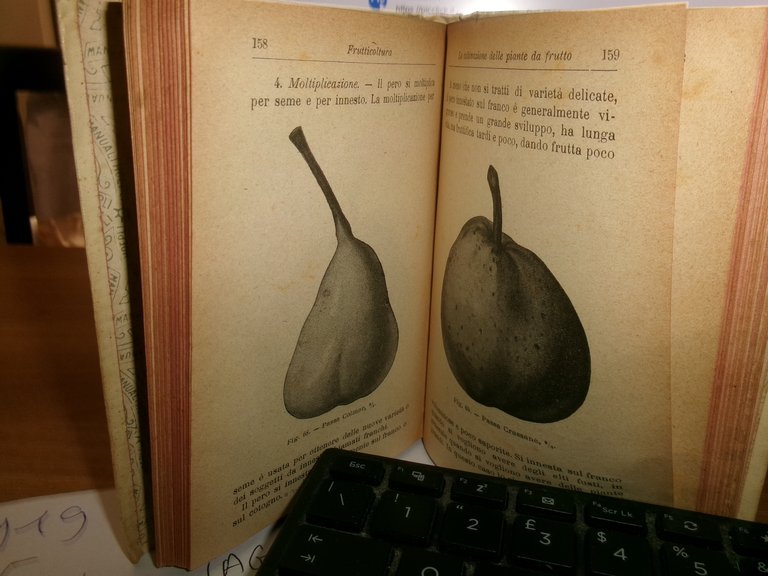 Prof. D. TAMARO. FRUTTICOLTURA settima edizione Hoepli, 1919