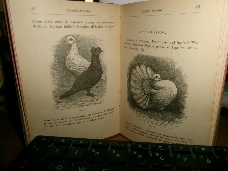 Prof. P. BONIZZI. COLOMBI DOMESTICI e LA COLOMBICULTURA HOEPLI 1902