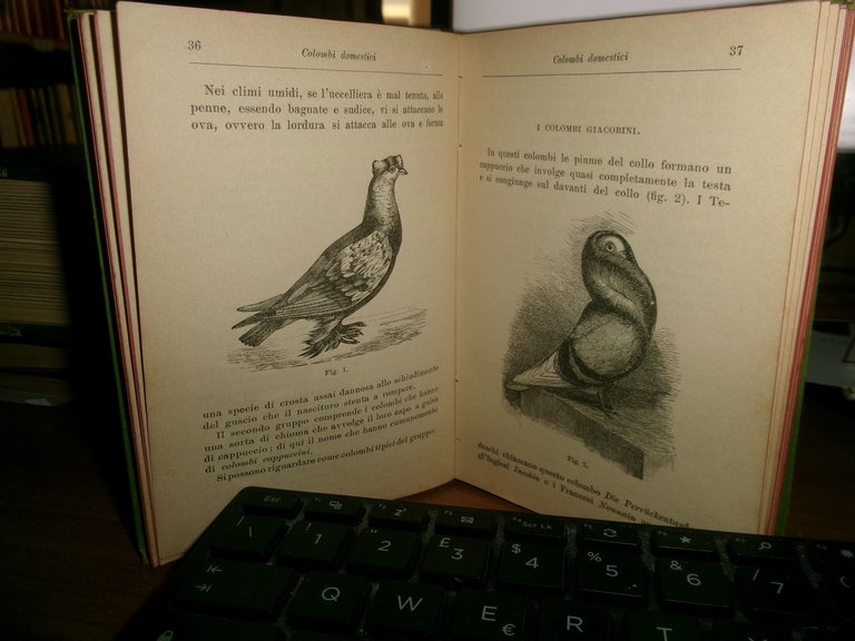 Prof. P. BONIZZI. COLOMBI DOMESTICI e LA COLOMBICULTURA HOEPLI 1902