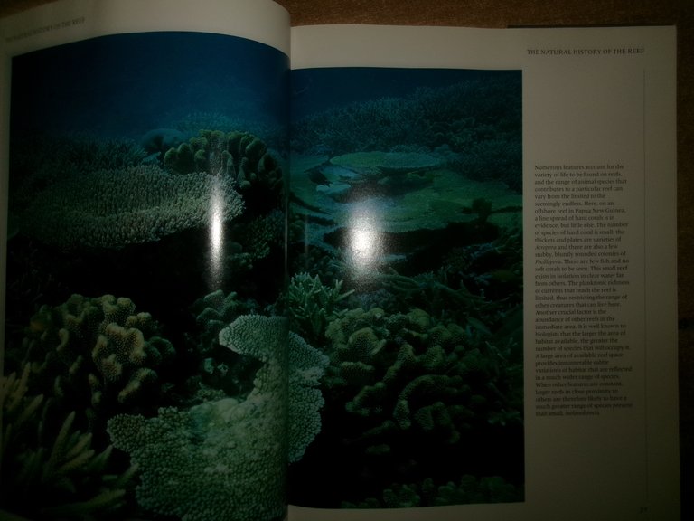 REEF A Safari Through the Coral World. JEREMY STAFFORD-DEITSCH 1991