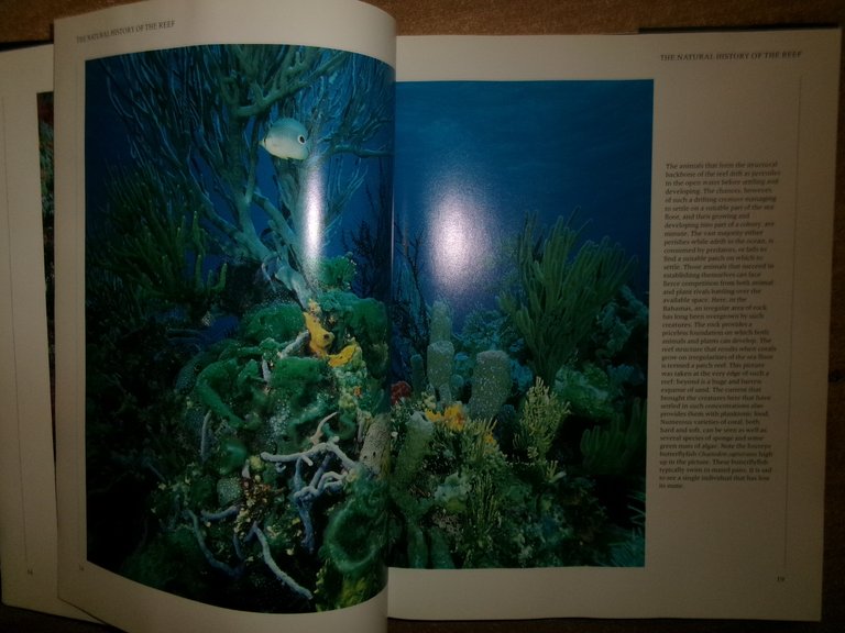 REEF A Safari Through the Coral World. JEREMY STAFFORD-DEITSCH 1991