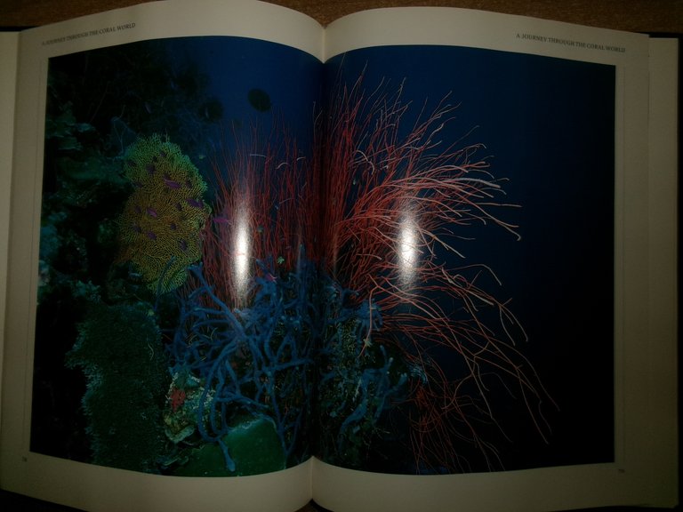 REEF A Safari Through the Coral World. JEREMY STAFFORD-DEITSCH 1991