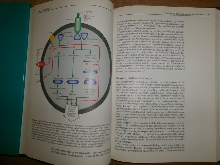 Scientific American. Molecular Cardiovascular Medicine. EDGAR HABER 1995