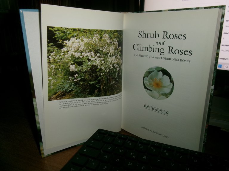 Shrub ROSES and Climbing Roses. DAVID AUSTIN 1993