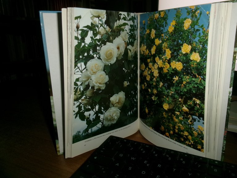 Shrub ROSES and Climbing Roses. DAVID AUSTIN 1993