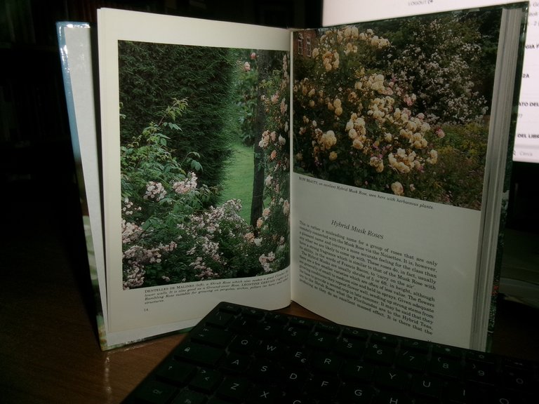 Shrub ROSES and Climbing Roses. DAVID AUSTIN 1993