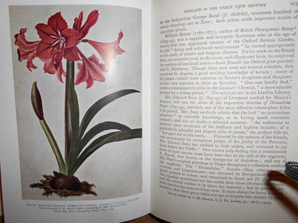 The Art of Botanical Illustration