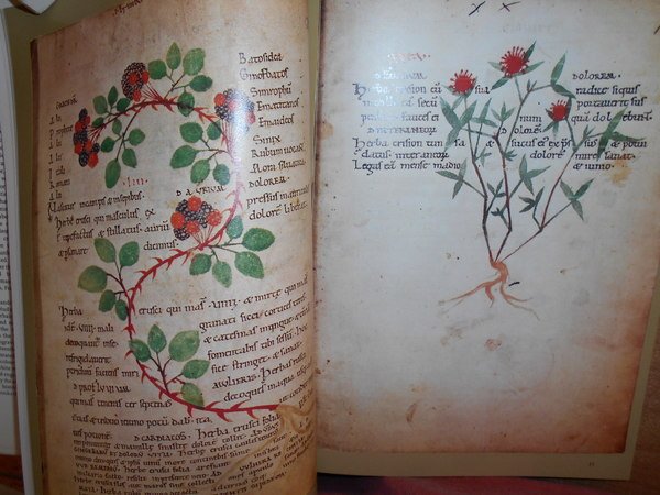 The illustrated Herbal