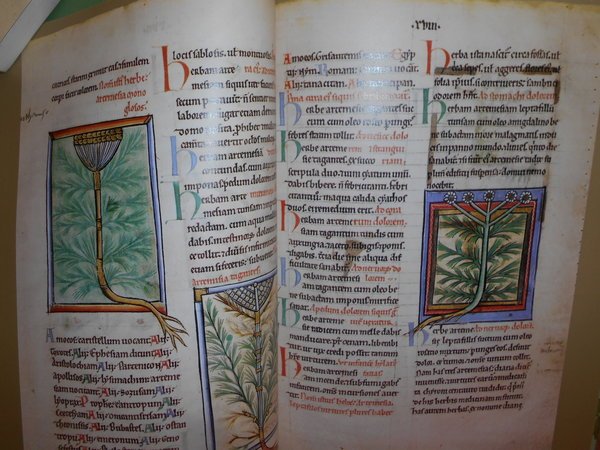 The illustrated Herbal